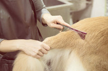 Golden Pup's Luxury Buttercream