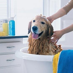 ~ side Krigsfanger Erfaren person Golden Pup Silky "Original Golden" Pet Shampoo – Golden Pup™ Company