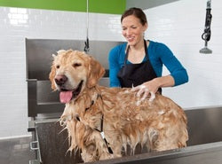Golden Pup Pest Repellent Shampoo